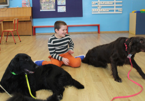 Kwietniowe zajęcia z dogoterapii - na zdjęciu Krzysiu w towarzystwie czworonogów